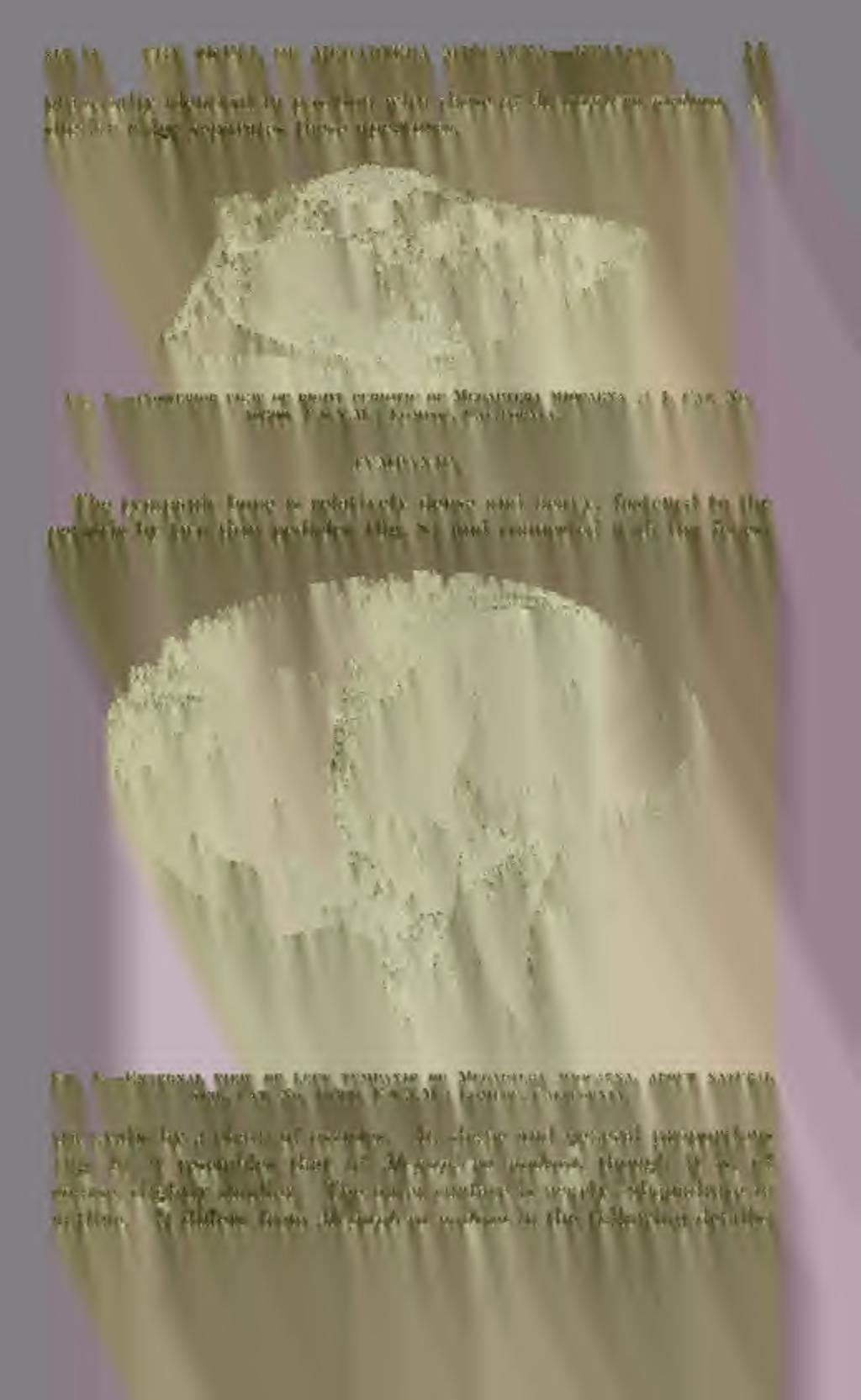 POSTEEIOE VIEW OF RIGHT PERIOTIC OF MeGAPTERA MIOCAENA X 1, CAT. NO. 10300, U.S.N.M. ; Lompoc, California. TYMPANIC.