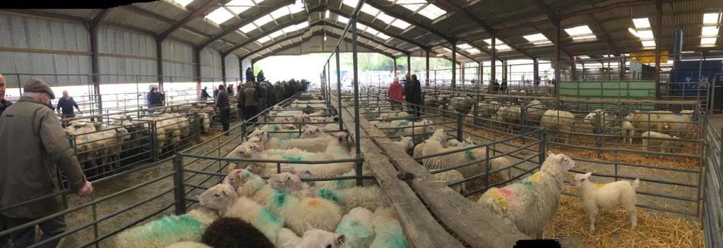LLANYBYDDER MART EVERY MONDAY- Sale of Cull Ewes from 10:30am followed by Fat Lambs, Store Lambs. Breeding Ewes and Ewe Lambs.