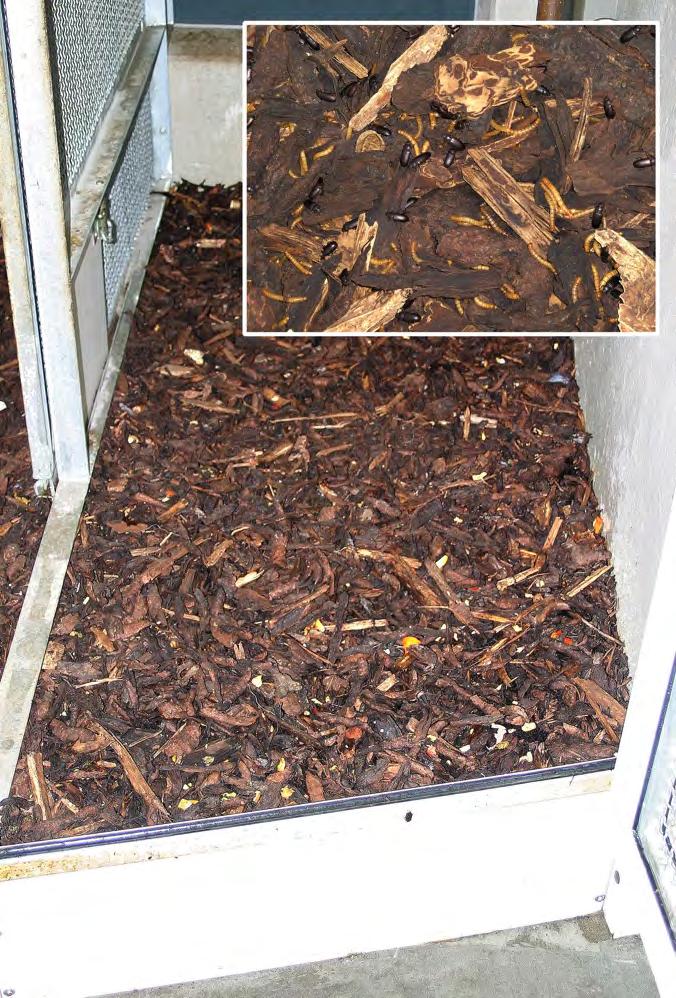 Veterinary risk evaluation of changed husbandry and housing conditions Figure 2. Deep litter as bedding in the indoor enclosure.