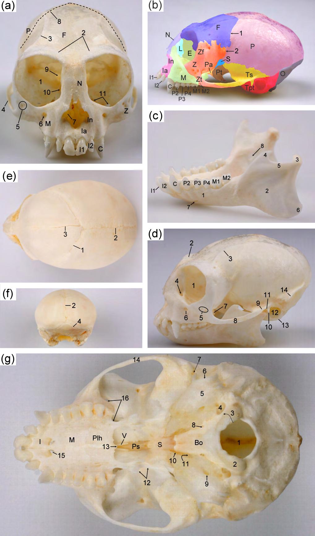 Chapter 5 Figure 1. Skull of the common marmoset.
