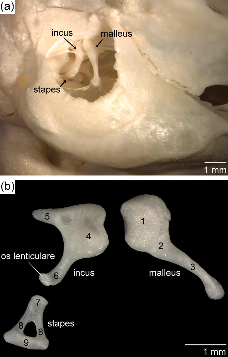Chapter 5 Figure 2. Ossicles of the middle ear of the common marmoset. (a) In situ topography of the right ossicles (lateral view).