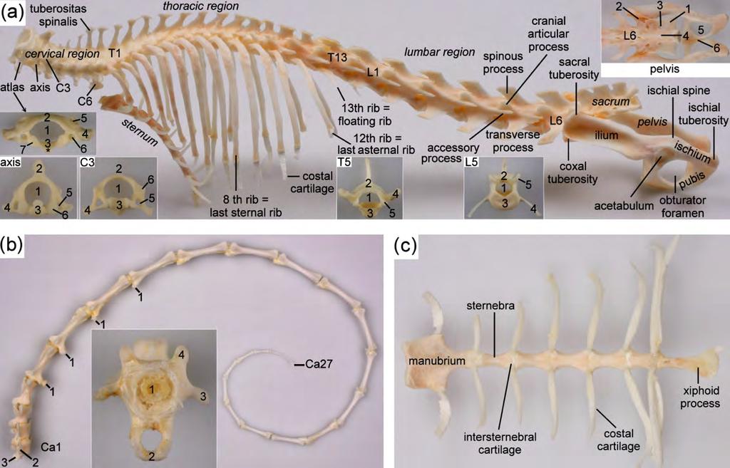 Skeleton of the common marmoset Axial skeleton and thorax Figure 5. The axial skeleton of the marmoset. (a) Left lateral view of the vertebral column, thorax and pelvis.