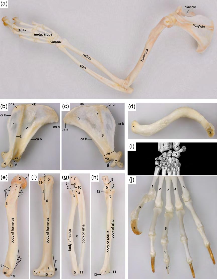 Skeleton of the common marmoset Figure 7. Skeleton of the left thoracic limb. (a) Topography of the skeletal structures of the thoracic limb (lateral view).