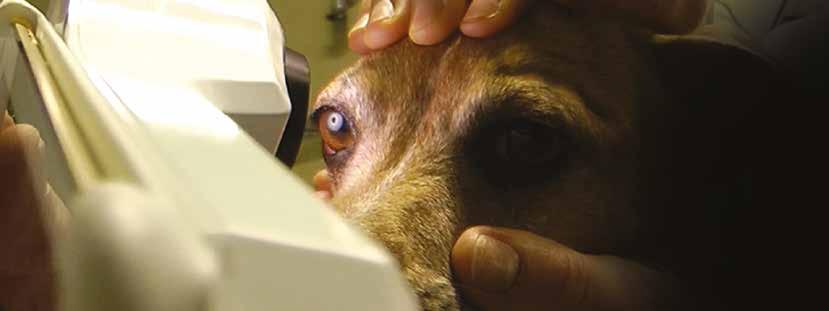 ICP TEARVET-A dry eye analysis TEARVET-A is an instrument available to veterinary ophthalmologists