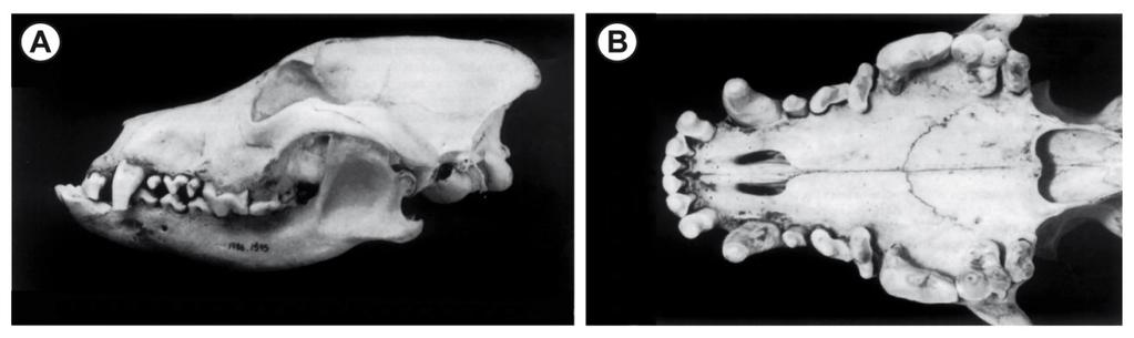 3 Synopsis Fig. 2 Photos of the skull of a male wolf (Canis lupus arctos, BM(NH) 1986.1595) first published in Clutton-Brock et al.