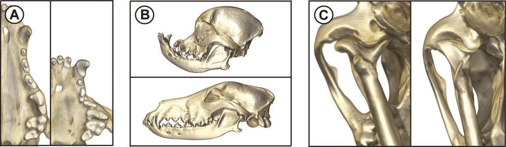 1 Introduction Fig. 1 Morphological phenomena which imply the reduced integration of the cranium, the mandible, the teeth and the TMJs in several dog breeds.