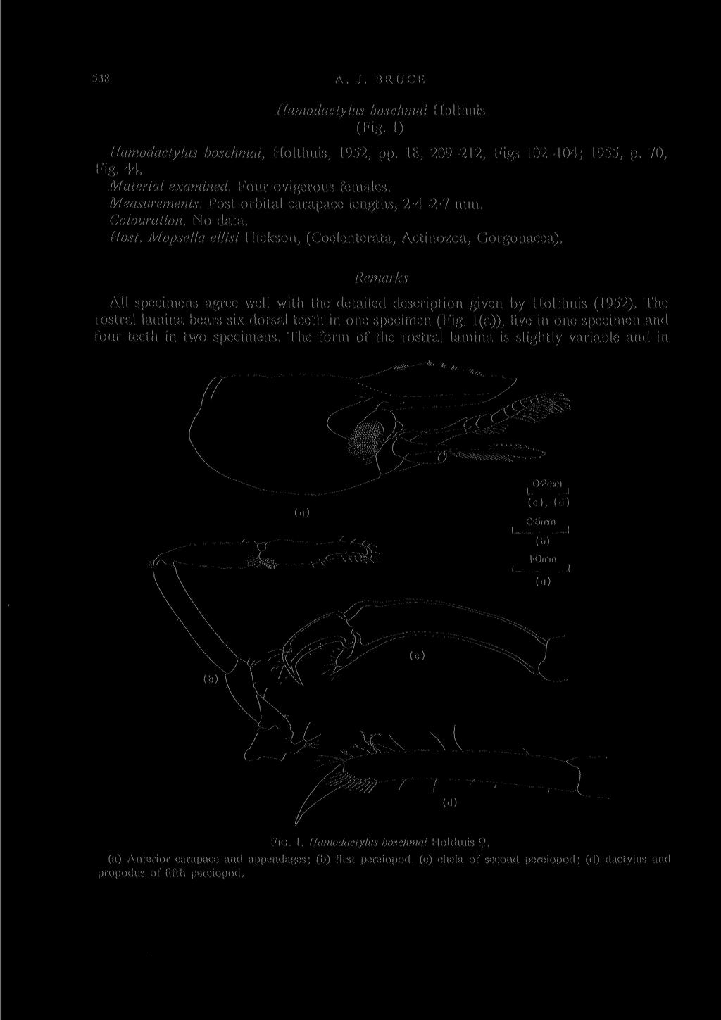 538 A. J. BRUCE Hamodactylus boschmai Holthuis (Fig. 1) Hamodactylus boschmai, Holthuis, 1952, pp. 18, 209-212, Figs 102-104; 1955, p. 70, Fig. 44. Material examined. Four ovigerous females.