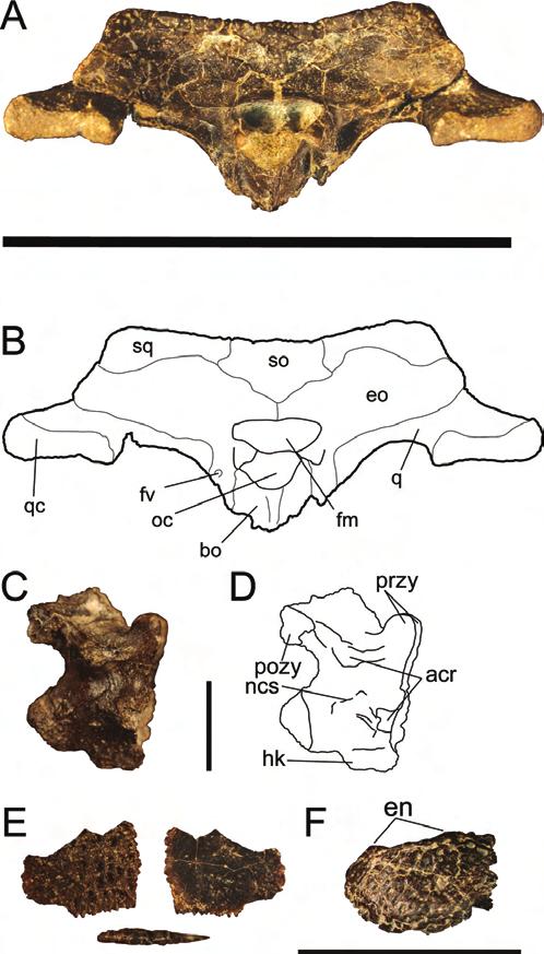 248 JOURNAL OF VERTEBRATE PALEONTOLOGY, VOL. 33, NO. 2, 2013 (Fig. 5). The tooth crowns are generally smooth, with carinae defining lingual and labial surfaces.