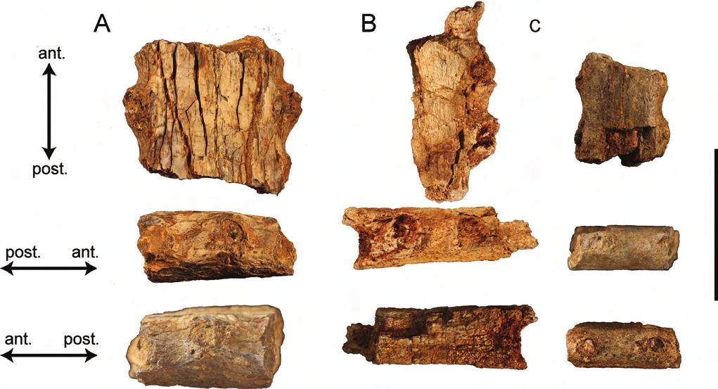 HASTINGS ET AL. FOSSIL CROCODYLIANS OF PANAMA 251 FIGURE 8. Symphyseal segments of longirostrine crocodylians recovered from the Culebra and Cucaracha formations within the Panama Canal Zone.