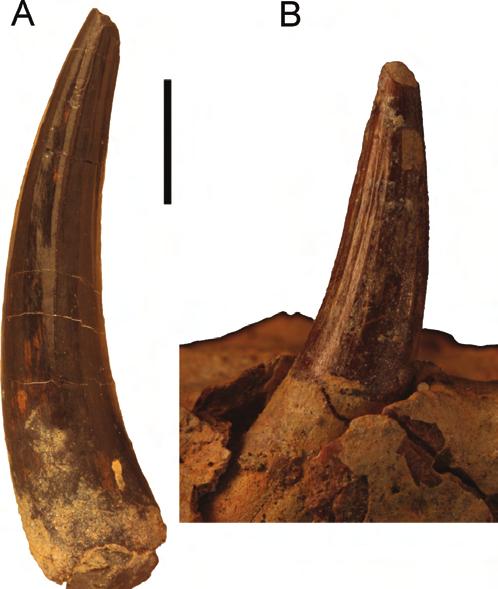 symphysis (UF 244435) in dorsal and lateral views. Arrows on left side indicate anterior and posterior directions. Scale bar equals 5 cm. (Color figure available online).