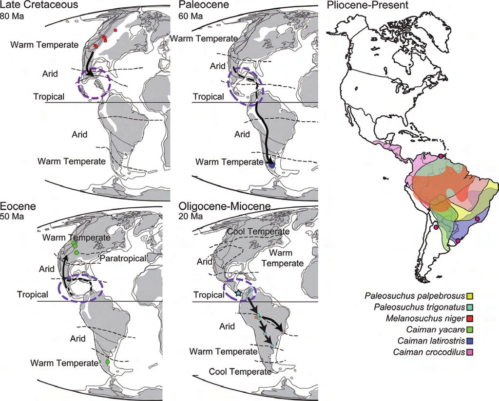 HASTINGS ET AL. FOSSIL CROCODYLIANS OF PANAMA 255 FIGURE 12. Biogeographic dispersal of caimanines placed in a temporal context from the Late Cretaceous to Recent.