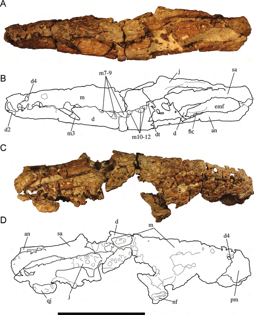 241 HASTINGS ET AL. FOSSIL CROCODYLIANS OF PANAMA FIGURE 2. Holotype of Culebrasuchus mesoamericanus, gen. et sp. nov. (UF 244434), from the early Miocene Culebra Formation of Panama.