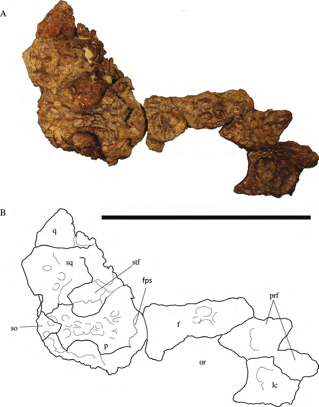 JOURNAL OF VERTEBRATE PALEONTOLOGY, VOL. 33, NO. 2, 2013 242 FIGURE 3. Holotype of Culebrasuchus mesoamericanus, gen. et sp. nov. (UF 244434), from the early Miocene Culebra Formation of Panama.