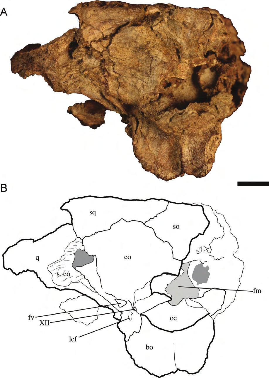 243 HASTINGS ET AL. FOSSIL CROCODYLIANS OF PANAMA FIGURE 4. Holotype of Culebrasuchus mesoamericanus, gen. et sp. nov. (UF 244434), from the early Miocene Culebra Formation of Panama.