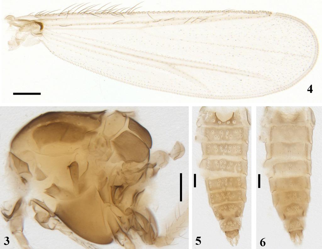 Figures 3 6. Zavrelia bragremia Guo & Wang, 2007, male. 3, thorax; 4, wing; 5, abdomen, dorsal view; 6, abdomen, ventral view. Scales = 100 μm.