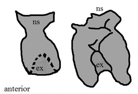 Excavation of the ventral surface of the centrum on vertebra 4 is