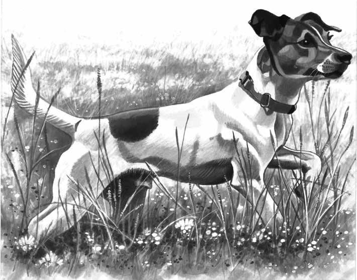 Chapter Five TERRIERS Terriers have always been widely used by gamekeepers especially hill keepers. No dog in the keeper s kennel is loved more than his terrier.