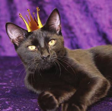 These special felines won a professional photoshoot, prizes, and get to become spokescats for the year.