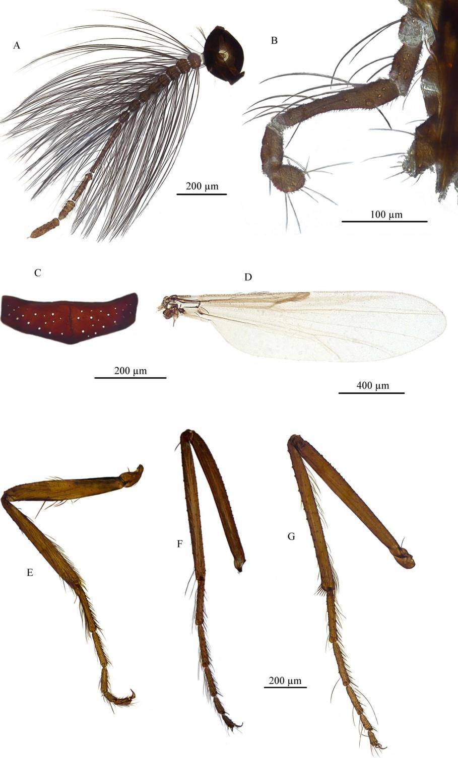 DOMINIAK P. et al.: Forcipomyia altaica in the Western Palaearctic 25