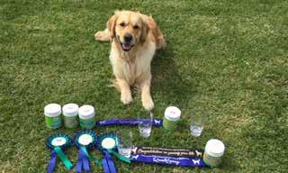 Congratulations Congratulations to ROCh Morningmyst Logans Run CD RAE (Logan) owned by P & J Convery. Logan pcitured here with his haul from the Nova Scotia trial.