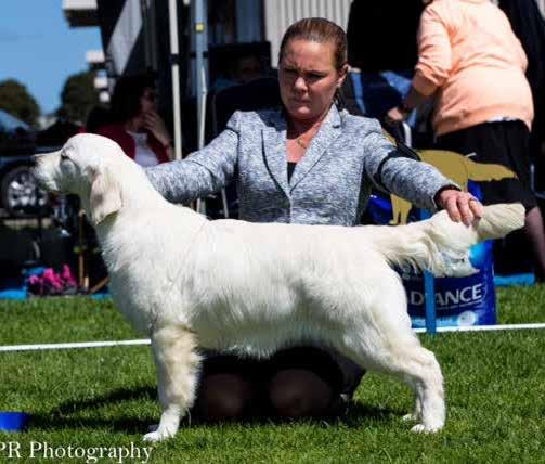 Best Puppy of the Day Melbourne Royal Show Chaleur
