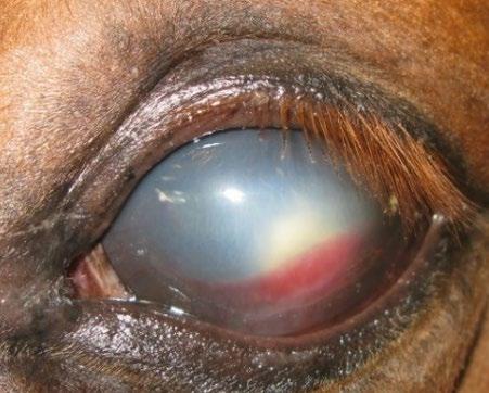 Lecture Summaries Wednesday 6 February 2019 Management of the non-improving corneal ulcer. Dr.