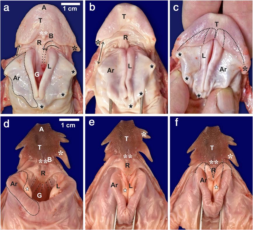 Crole and Soley Frontiers in Zoology 2012, 9:11 Page 3 of 7 Figure 1 Sequence of action of the linguo-laryngeal apparatus. a-c. S. camelus.