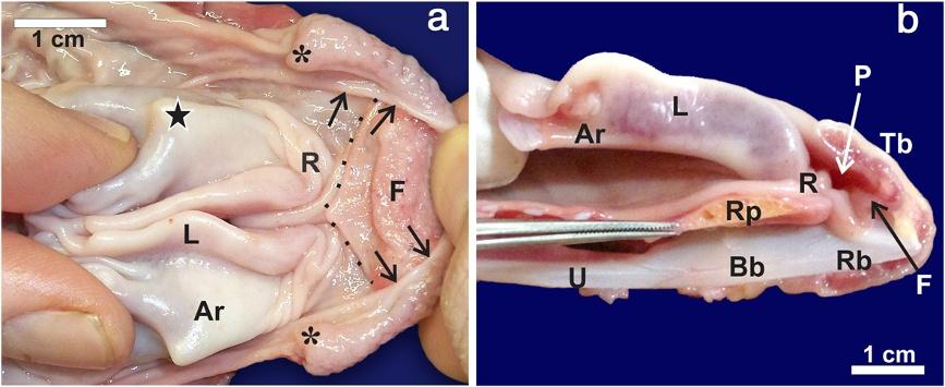 Crole and Soley Frontiers in Zoology 2012, 9:11 Page 4 of 7 Figure 3 The lingual pocket of the linguo-laryngeal apparatus of S. camelus.