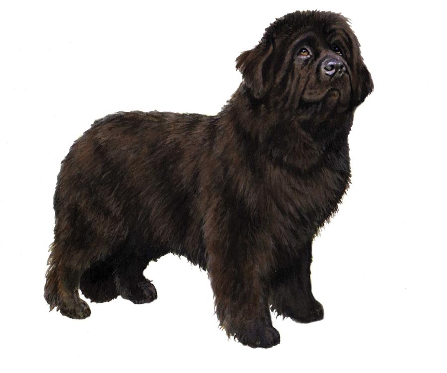 NEWFOUNDLAND HEIGHT: 26-28 in WEIGHT (SHOW): 100-152 lb WEIGHT (PET): 86-163 lb EARS MUZZLE TAIL The breed originated on the East Coast of