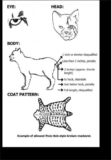 Coat Length 4 Texture 7 Colour 5 Pattern 5 Shorthair: Length: Short stand-up coat. Belly hair longer. Texture: Soft and woolly, having loft. Is resilient to the touch.