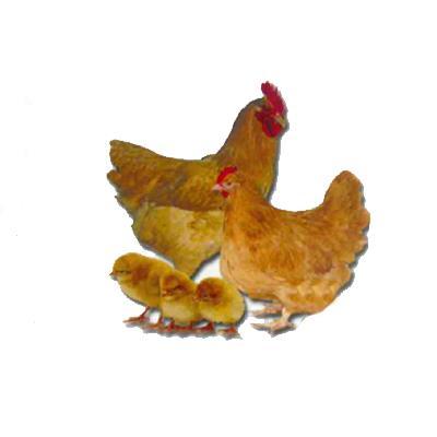 egg layers: Ideal 236 The Ideal 236 is a breed cross layer developed by Ideal Poultry in the 1960's and is the most productive, efficient layer sold by Ideal.