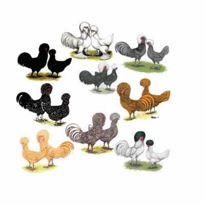 The specific combination of strains/breeds has produced a bird with excellent livability and the ability to lay for a long period of time without moulting. The mature weight of Ideal 236 hens is 4.