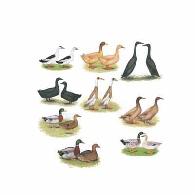 Game Bird: Hatchery Choice Ducks Hatchery Choice Ducks is an assortment of all breeds of ducks that Ideal hatches, including crested ducks, which have not been sold as specific breeds of ducks.