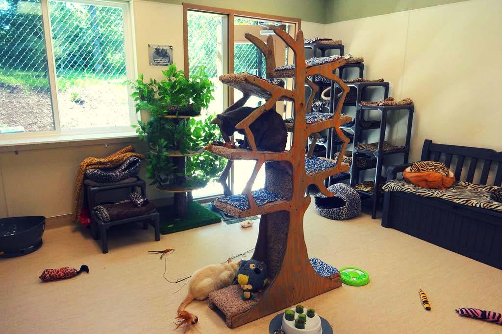 This new cage-free space was designed with special needs cats in mind and makes enrichment a
