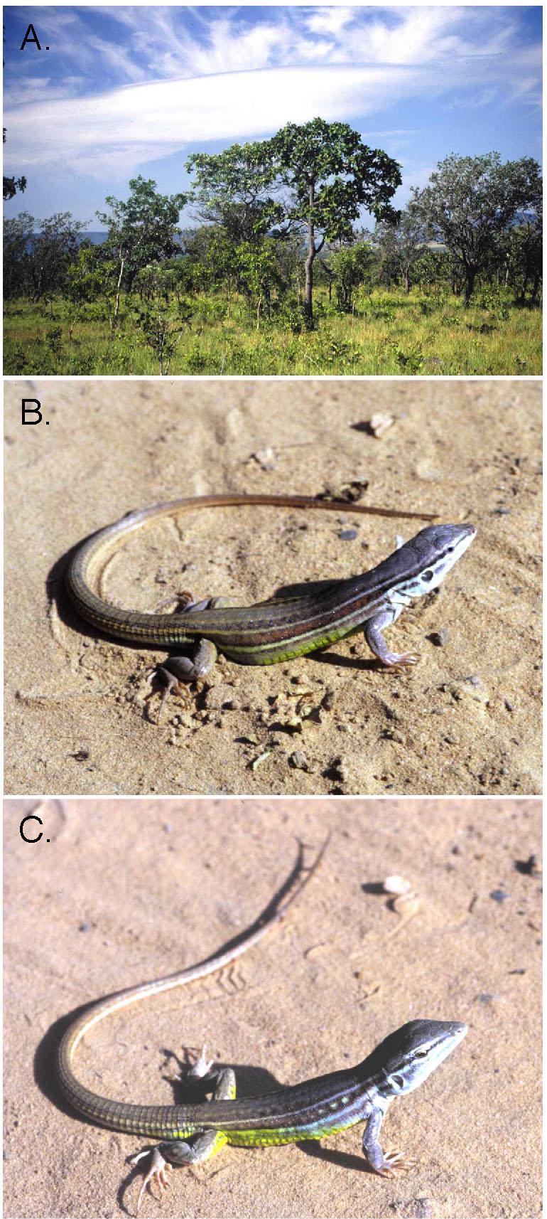 Number 14 NEW SPECIES OF CNEMIDOPHORUS 5 Figure 4. Top: Cerrado in Mateiros, Tocantins, Brazil. Middle: Adult female of Cnemidophorus mumbuca (holotype, CHUNB 28466). Bottom: Adult male of C. mumbuca. buca differs from C.