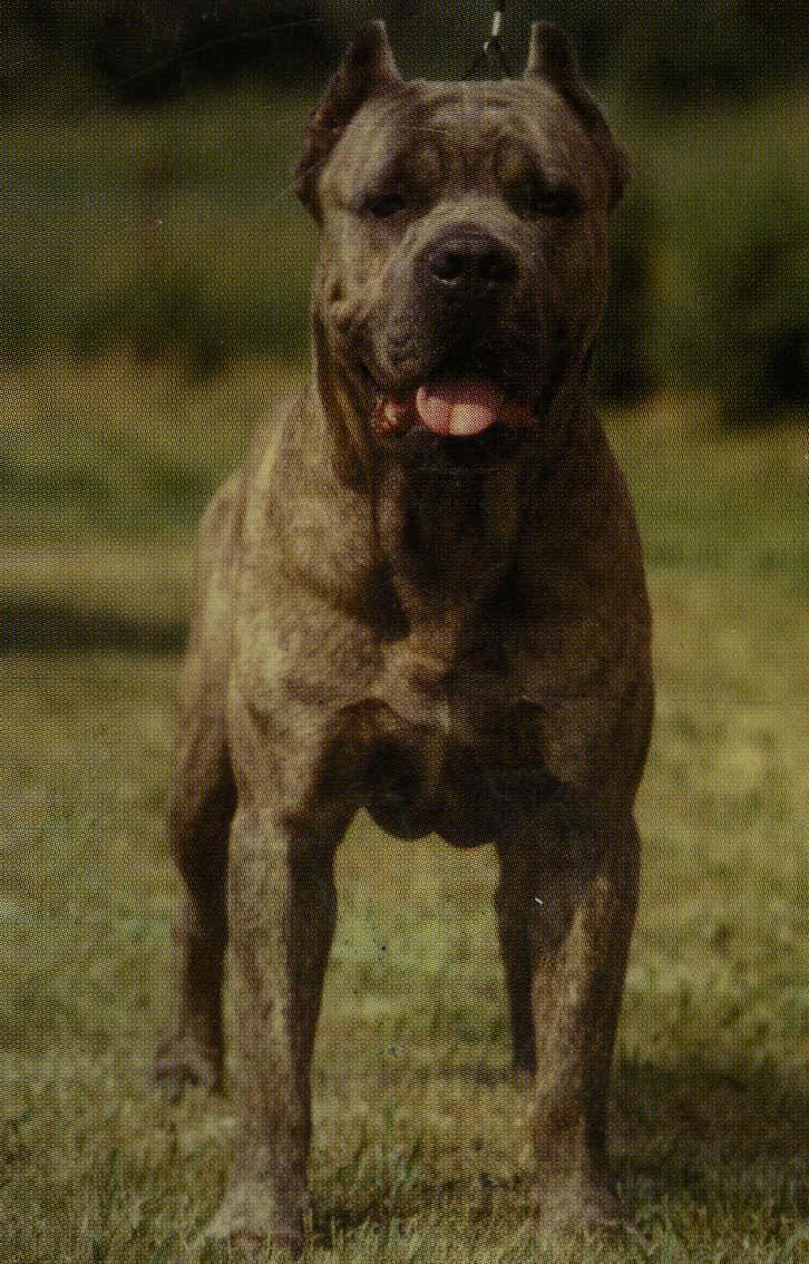 Forequarters Cane Corso Forequarters: Strong and muscular, well proportioned to the size of the dog.