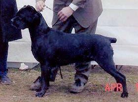 Hindquarters Cane Corso Hindquarters: As a whole, they are powerful and strong, in harmony with the forequarters.