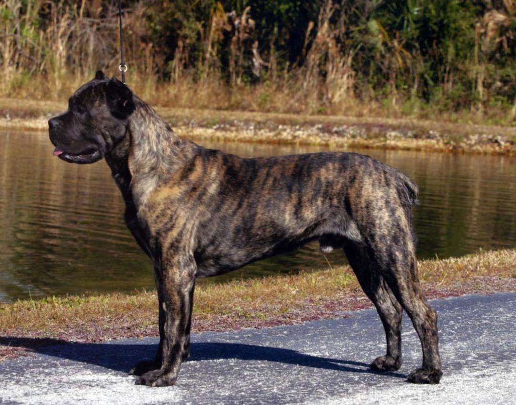 General Appearance The Cane Corso is an ancient Italian breed, medium
