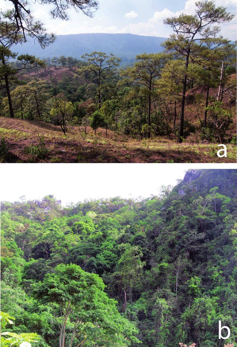 420 Figure 2. a. Evergreen forest in Xe Sap National Protected Area, Salavan Province, Laos; b. Limestone karst forest in Hin Nam No National Protected Area, Khammouane Province, Laos.