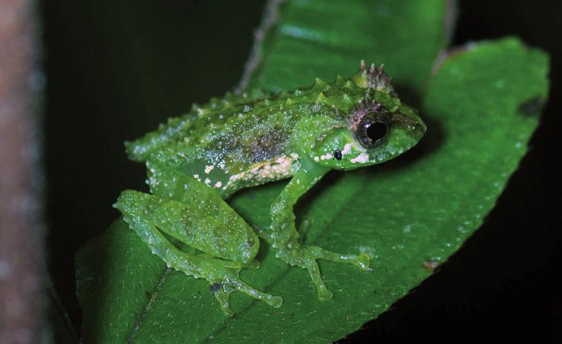 Examination of voucher specimens from aforementioned sites revealed the existence of two rhacophorid amphibian species that have been not reported from Laos so far.