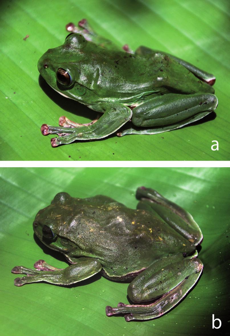 New records of rhacophorid amphibians from Laos 421 Morphological characters. SVL 19.0 mm; head longer than wide (HL 7.4 mm, HW 6.6 mm); snout pointed, longer than horizontal diameter of eye (SL 2.