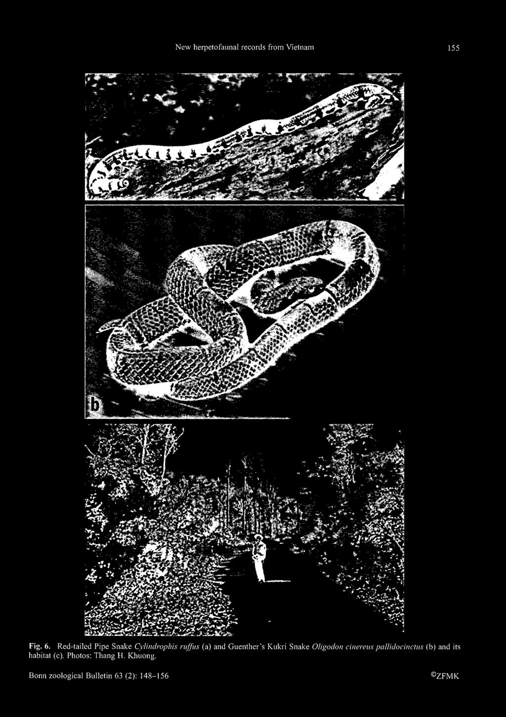 Snake Oligodon cinereus