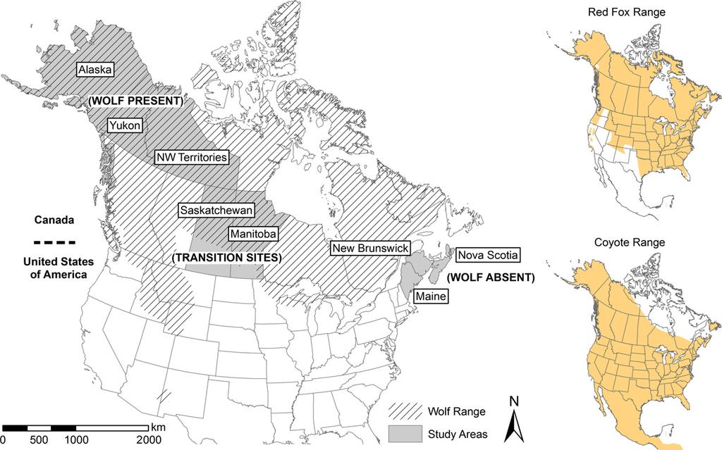 A continental scale trophic cascade 3 Fig. 1. Study areas in relation to the current distribution of wolves Canis lupus, coyotes Canis latrans and red foxes Vulpes vulpes in North America.