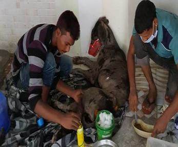 efforts towards the sick and injured animals at our rescue home.