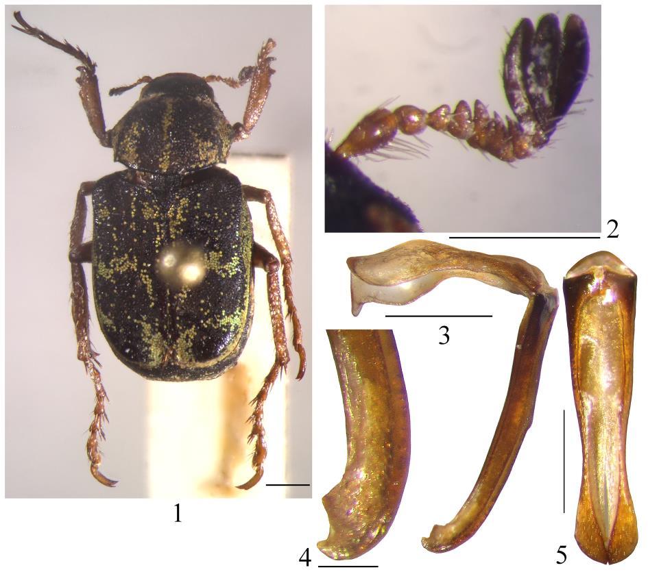 459 Figures 1-5. Ectinohoplia ctenicera sp. nov. (holotype): 1. dorsal habitus; 2. antenna; 3. aedeagus, lateral view; 4.