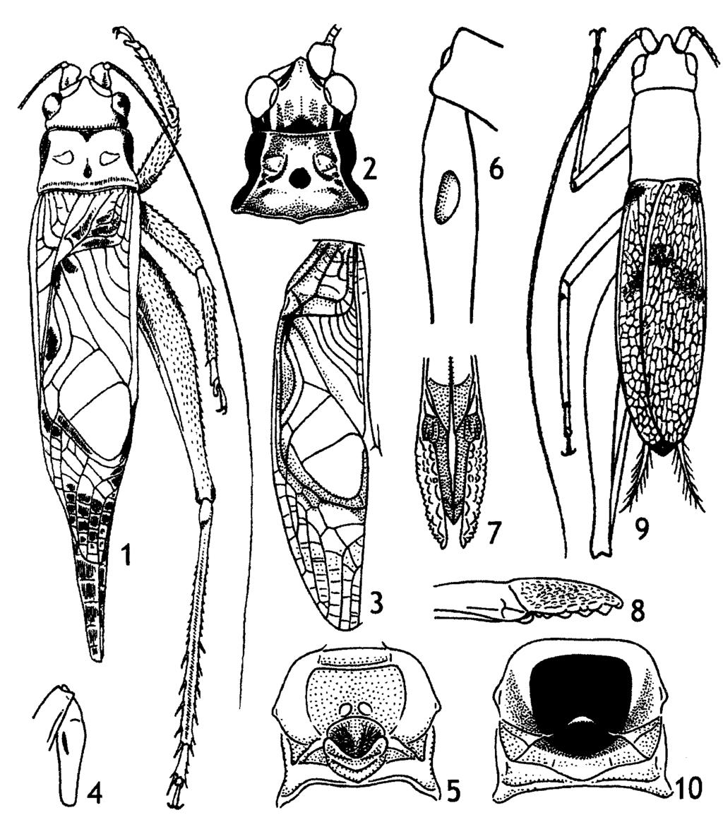 196 A.V. Gorochov: Taxonomy of Podoscirtinae. Part 4 ZOOSYST. ROSSICA Vol. 13 Figs IX (1-10). 1, Pseudotruljalia? nigronotata (Chop.) (from Chopard, 1934); 2-5, P. speciosa sp. n.; 6-8, Calyptotrypus?