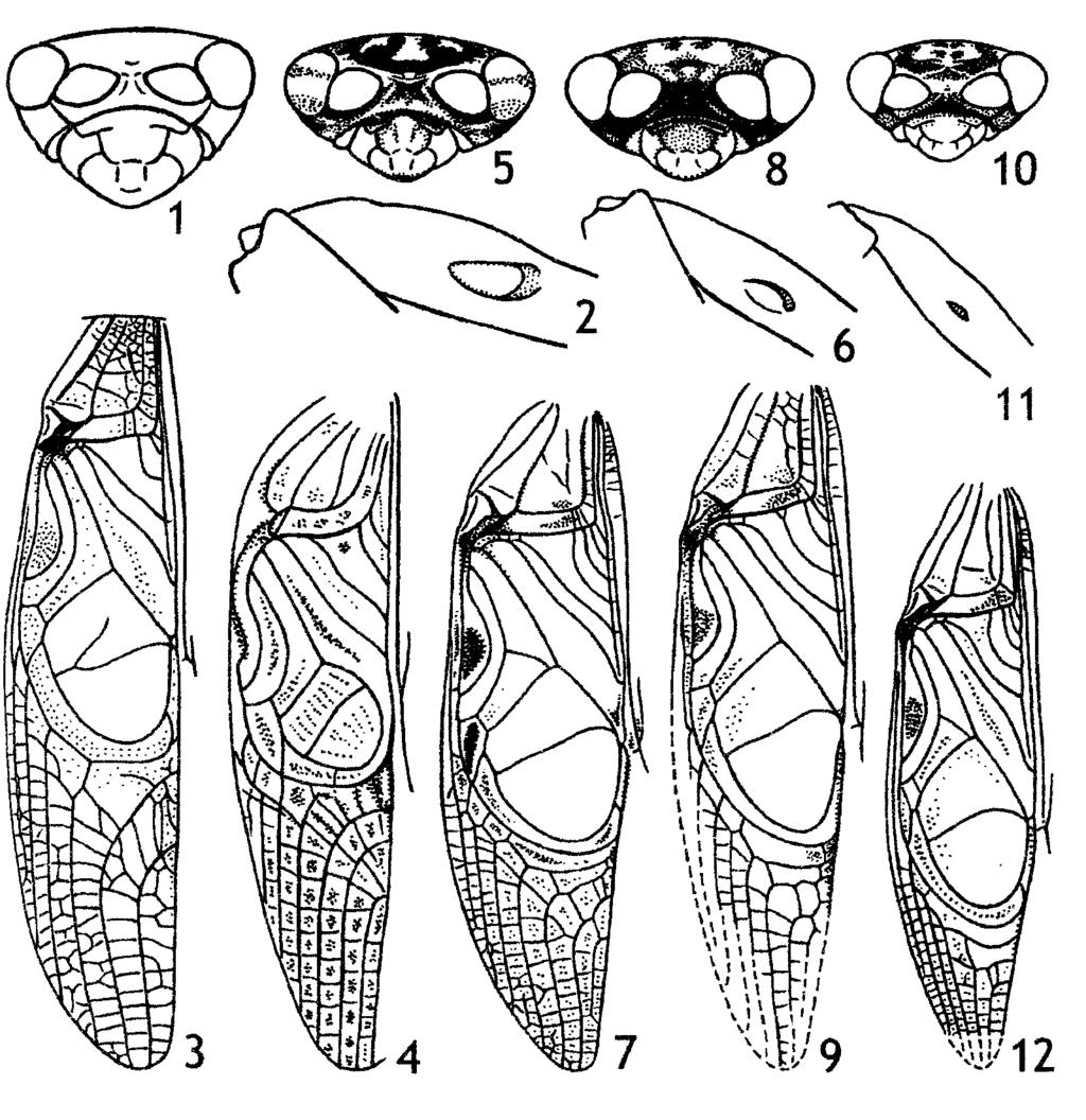 ZOOSYST. ROSSICA Vol. 13 A.V. Gorochov: Taxonomy of Podoscirtinae. Part 4 197 Figs X (1-12). Eumadasumma, Homalotrypus and Depressotrella, male. 1-3, E.?lucens Chop.; 4, H. boromensis Brancs.