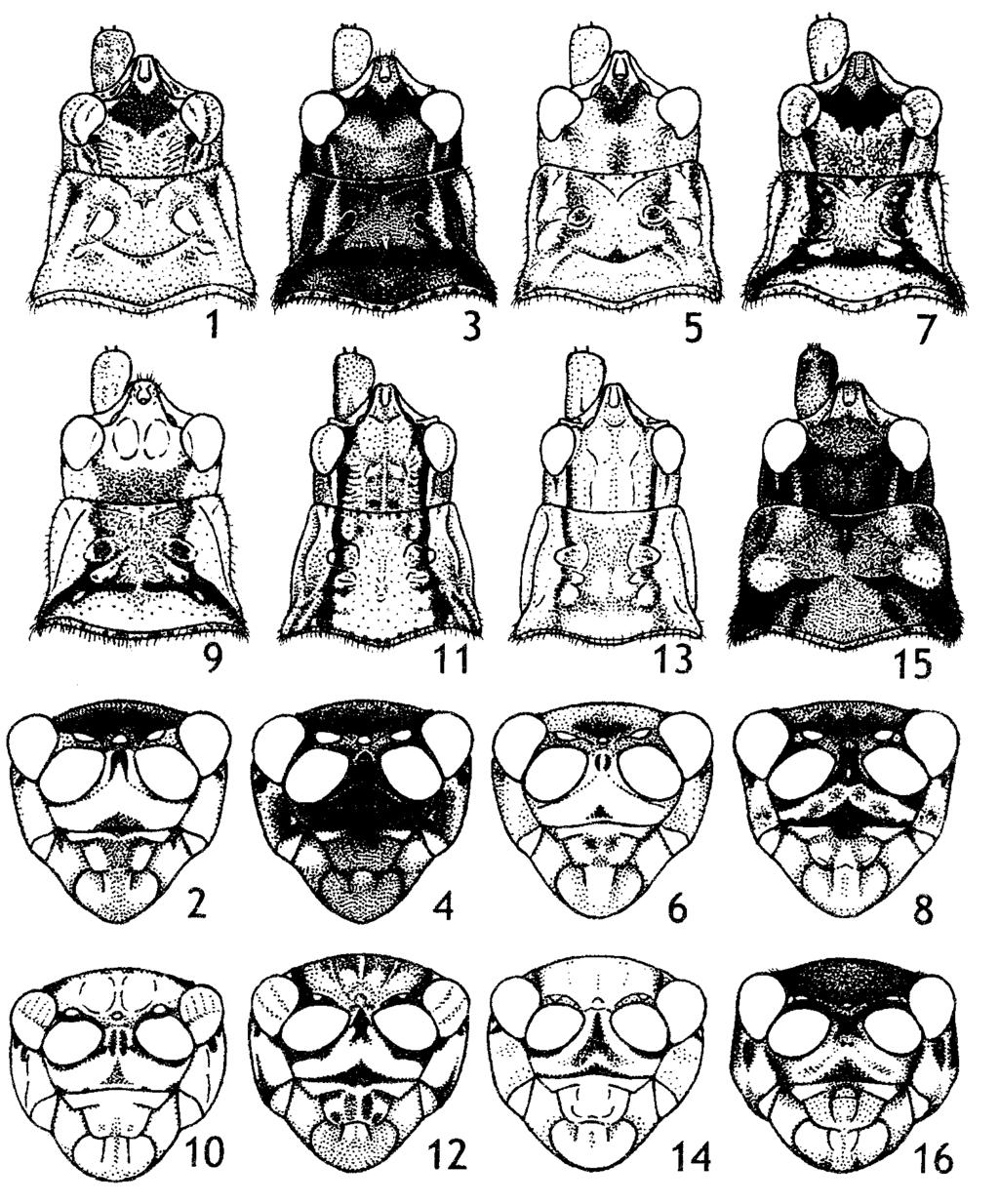 ZOOSYST. ROSSICA Vol. 13 A.V. Gorochov: Taxonomy of Podoscirtinae. Part 4 185 Figs III (1-16). Afrotruljalia, male. 1, 2, A. tshetyrkinae (Gor.) (holotype); 3, 4, A. pulla sp. n.; 5, 6, A. kevani sp.