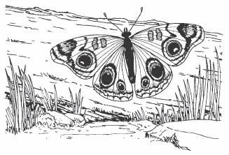 49. The eyespots on this butterfly's wings allow it to A. stay warm. B. locate nectar-filled flowers. C. fly away quickly. D.