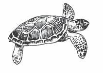 50. A turtle uses its shell for A. defense. B. movement. C. rearing young. D. storing food.